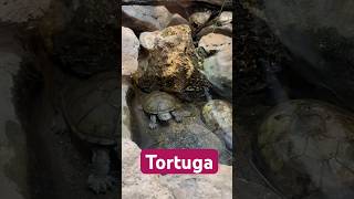 Tortuga Marina youtubeshorts animals animallover animation parati fyp yt [upl. by Belita]