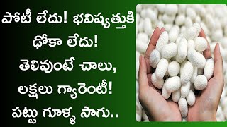 pattu purugu pempakam in telugu  sericulture  mulberry cultivation  News6G [upl. by Couture]