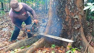 Tumbang Nya Pohon Ter Besar Di Kebun‼️Gergaji Mesin Rakitan [upl. by Elo]