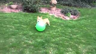 Corgi herding a ball [upl. by Halie]