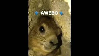 Awebo hyrax [upl. by Mell]