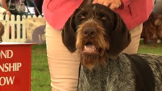 Richmond Championship Dog Show  Gundog group [upl. by Lekkim]