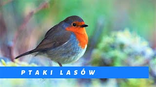 Rozpoznawanie głosów ptaków – śpiew ptaków [upl. by Ellata972]