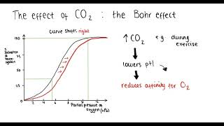 Haemoglobin oxygen dissociation curve Bohr effect adaptations  A Level Biology [upl. by Ateiluj863]