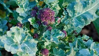 HOW GROW BROCCOLI [upl. by Mitman]