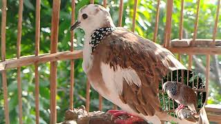 Most Beautiful Dove Singing [upl. by Kola]