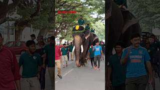 Elephant Mysore Dasara 2024 elephant [upl. by Aivekahs]