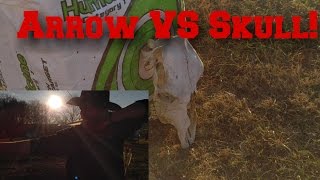 Recurve Bow vs skull Traditional Archery [upl. by Etnaihc341]