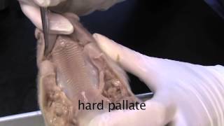 Fetal Pig Dissection Tutorial Part 1 External Structures [upl. by Eahc]