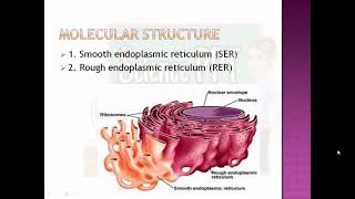 Nucleus and Endomembrane System [upl. by Bonni]