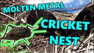 Molten Metal Casting Crickets Nest  Rare Coral FungusMushrooms [upl. by Dalia]