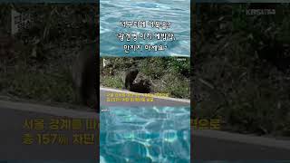 너구리에 어묵을 “광견병 미끼 예방약 만지지 마세요” [upl. by Ahsyekat]