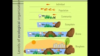 Individual Species Populations Communities Ecosystems and Biomes A Full Ecology lesson 7EC5A [upl. by Zumwalt]