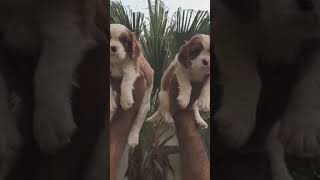 caviler king Charles spaniel puppy available 8859156878contact me [upl. by Rad]