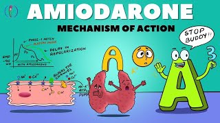 Amiodarone Mechanism of Action  How Amiodarone works  Amiodarone pharmacology and side effects [upl. by Aieken458]