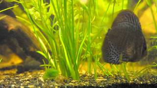 Archerfish Discus Angelfish Aquarium [upl. by Herodias441]