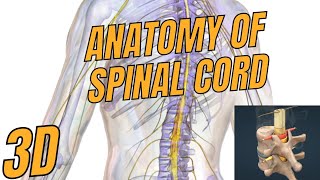 Spinal Cord 3D A Journey Through the Central Nervous System [upl. by Enajiram181]