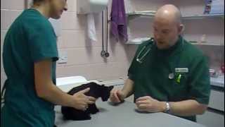 Kittens First Vaccination at the Vet [upl. by Annaigroeg643]