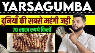 दुनिया की सबसे महंगी जड़ी यार्सागुम्बा  Yarsagumba The Himalayan Viagra [upl. by Loralyn]