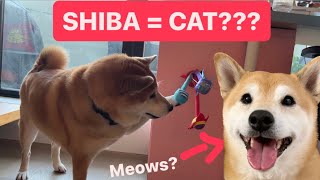 How I Trained My Shiba To Be More Like a Cat [upl. by Joiner97]