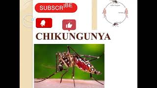 Chikungunya  Definition of chikungunya  Causes of chikungunya  Transmission of chikungunya💯 [upl. by Eimarrej]