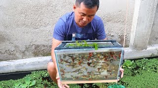 How to Produce Thousands of Different Varieties of GUPPIES [upl. by Laubin]