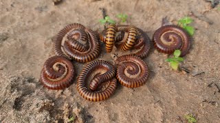 Check to see many millipedes millipede snake insectworld [upl. by Willetta]