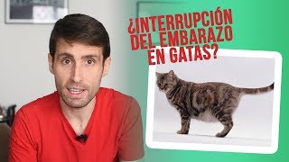 ¿Estará mi gata embarazada ¿Se puede interrumpir el embarazo [upl. by Araiet]