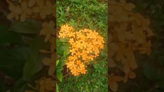 Beautiful ixora flower🌼 [upl. by Olenolin760]