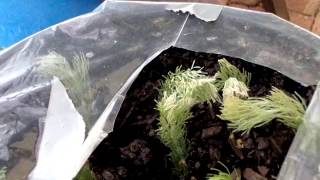 Growing Albany WoollyBush from cuttings [upl. by Einniw]