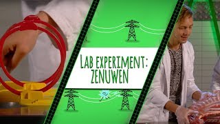 HOE WERKEN JE ZENUWEN  TOPDOKS LAB EXPERIMENT [upl. by Tannen112]