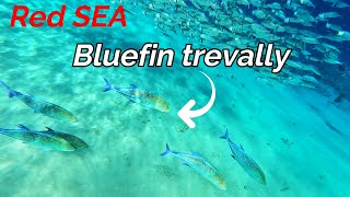 RED SEA SNORKELING  SHARM EL SHEIKH  NAAMA BAY  EGYPT  BLUEFIN TREVALLY [upl. by Fauch]