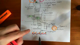 Gabapentin and Pregabalin Part 6 [upl. by Lance922]