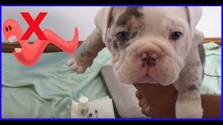 How to Kill Worms living inside your Puppy [upl. by Anol]