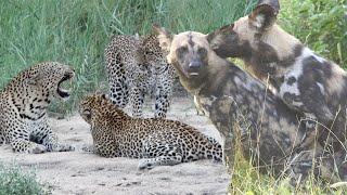 WILD DOGS Mating and a LEOPARD Family Reunion [upl. by Ycat]