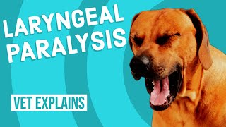 Laryngeal Paralysis in Dogs [upl. by Iyre]