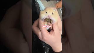 Hamster’s revengeanimals cute hamsters funny pets interesting shortvideo shorts fyp [upl. by Aserahs]