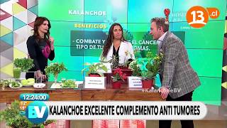 Beneficios médicos del kalanchoe  Bienvenidos [upl. by Casavant]