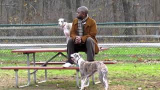 Whippets at the Dog Park [upl. by Nalad]