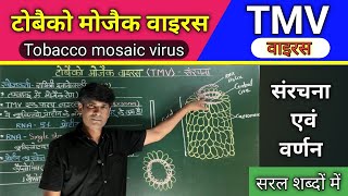 Tobacco mosaic virus टोबैको मोजैक वाइरस  TMV Virus [upl. by Yreffoeg277]