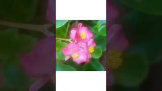 begonia plant flowerfloweringplantgardeningshortsshortsfeedtrendingviralshortviralvideoshort [upl. by Yleik856]