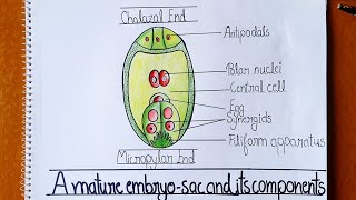 How to Draw Embryo Sac Well Labelled Diagram of Embryo Sac  Class 12  Embryo sac Figure [upl. by Nahoj401]