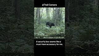 That’s why I break over ten trail cameras each year [upl. by Alegna219]