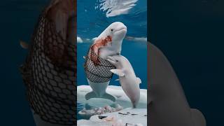 Touching video Baby dolphin seeks sailors help to rescue injured mother trapped in netdolphins [upl. by Lucine]