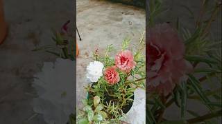 Beautiful moss rose plant garden plants shortvideo [upl. by Orsola]