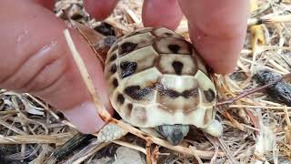 La nebbia agli irti colli piovigginando sale e noi andiamo a cercare le tartarughe che nascono🕵️👀🐣🐢 [upl. by Amikahs]