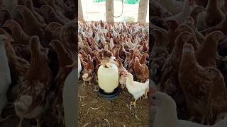 Bovans Brown Pakistan  Bovan brown farming  poultry farming business  Naqvi Poultry Farms [upl. by Ansaev168]