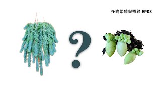 【多肉植物照顧繁殖02】1分鐘學會繁殖多肉植物新玉綴和玉綴｜Artistic Succulent 植得 [upl. by Anikat]