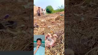 Pagal bacche ne kabutar ke bacchon Ko fenk Diya pigeon viral new short video [upl. by Anelrahs]