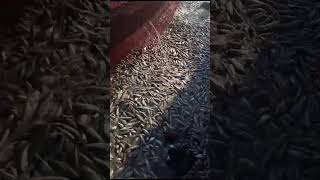 How they hunt fish shorts shortfeed fishing fish ytshort [upl. by Ziwot449]